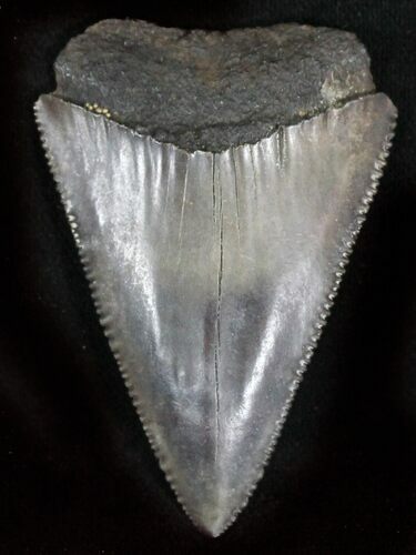 Serrated Fossil Great White Shark Tooth - #29054